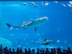 水族馆拍摄技巧大揭秘 拥抱蓝色的海底世界