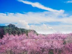 赏梅何须去南京 茱萸湾里也藏着一座梅花山