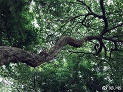 磁器口,外地人到重庆来旅行必到的打卡之地