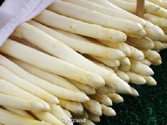 健康又清肺的芦笋 德国的“蔬菜之王”