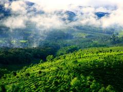 勇闯山路十八弯 去探访世界上最美最壮观的茶山