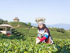 刘三姐的故乡 云海之上的绝美茶园