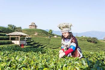 云海之上的绝美茶园