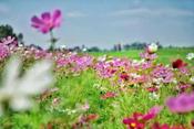 成都版“俄木塘”花海