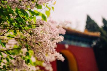 这四个地方郁金香正当季