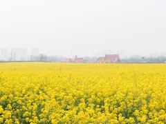 青岛的油菜花已经盛开 这个占地1500亩的景区就在西海岸