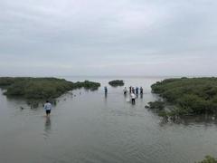 红树林保护修复提速,再造“海上森林”有多难?