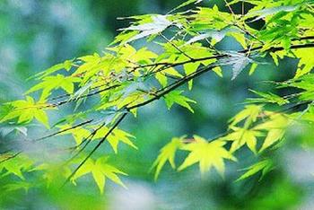清凉透绿虎跑泉公园