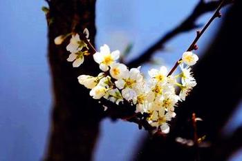 千树梨花笑迎春