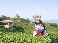 刘三姐的故乡,云海之上的绝美茶园