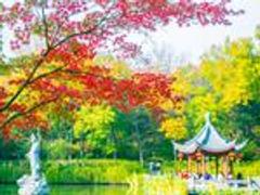 南京四大赏枫地